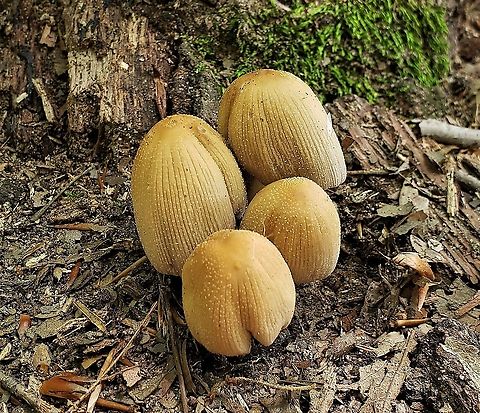 Mica Cap Mushrooms This is a picture of some mica cap mushrooms on the South Tract of the Patuxent Research Refuge near Laurel, Maryland. Coprinellus micaceus,Geotagged,Mica Cap,Spring,United States
