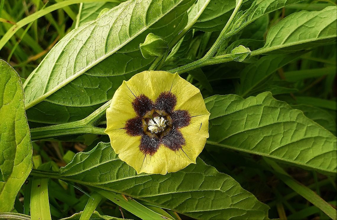Physalis longifolia This is a picture of Physalis longifolia on the North Tract of the Patuxent Research Refuge near Fort Meade, Maryland. Geotagged,Physalis longifolia,Spring,United States