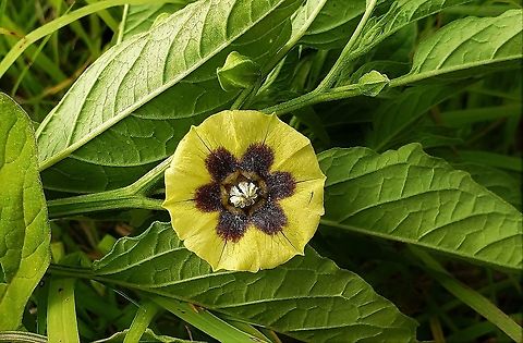 Physalis longifolia This is a picture of Physalis longifolia on the North Tract of the Patuxent Research Refuge near Fort Meade, Maryland. Geotagged,Physalis longifolia,Spring,United States