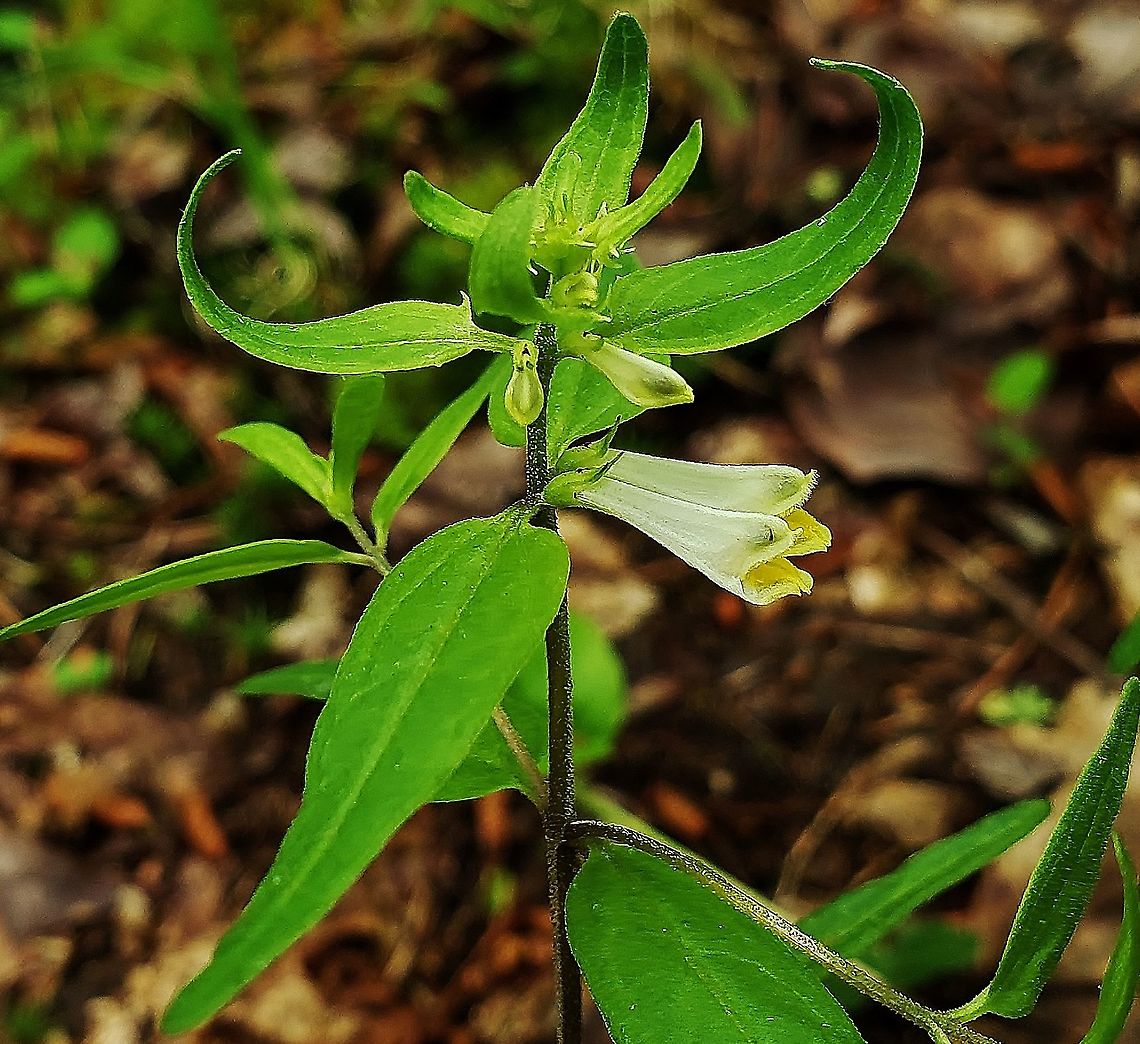 Melampyrum lineare This is a picture of Melampyrum lineare on the North Tract of the Patuxent Research Refuge near Fort Meade, Maryland. Geotagged,Melampyrum lineare,Spring,United States