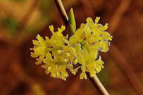 Sassafras Albidum This is a picture of Sassafras Albidum on the North Tract of the Patuxent Research Refuge near Fort Meade, Maryland. Geotagged,Sassafras albidum,Spring,United States,White sassafras