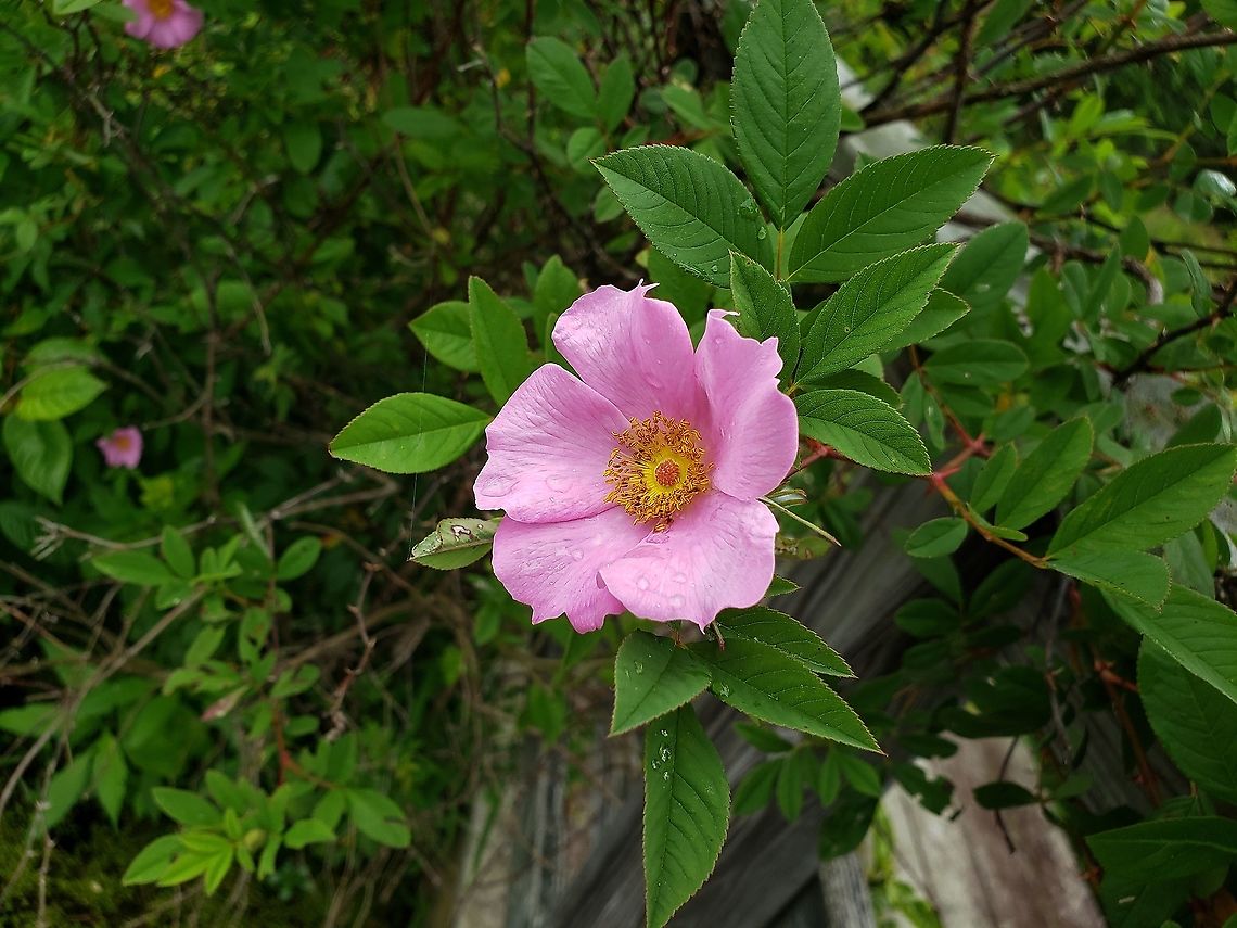 Swamp Rose This is a picture of Swamp Rose on the North Tract of the Patuxent Research Refuge near Fort Meade, Maryland. Geotagged,Rosa palustris,Spring,Swamp Rose,United States