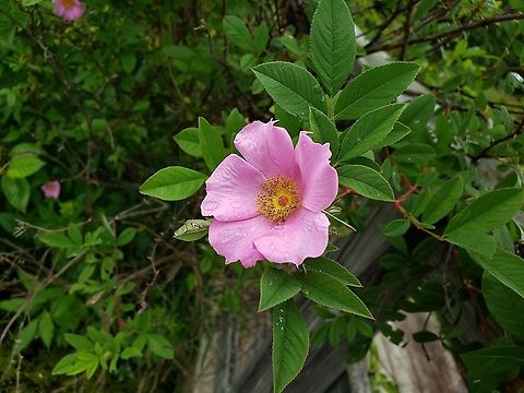Swamp Rose This is a picture of Swamp Rose on the North Tract of the Patuxent Research Refuge near Fort Meade, Maryland. Geotagged,Rosa palustris,Spring,Swamp Rose,United States