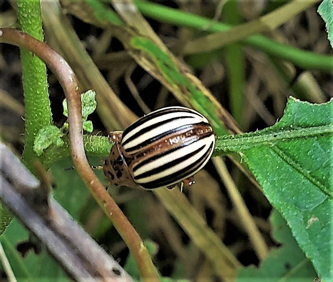 False Potato Beetle This is a picture of a False Potato Beetle at High Tide Farm in Pasadena, Maryland. False potato beetle,Geotagged,Leptinotarsa juncta,Summer,United States