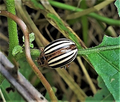 False Potato Beetle This is a picture of a False Potato Beetle at High Tide Farm in Pasadena, Maryland. False potato beetle,Geotagged,Leptinotarsa juncta,Summer,United States