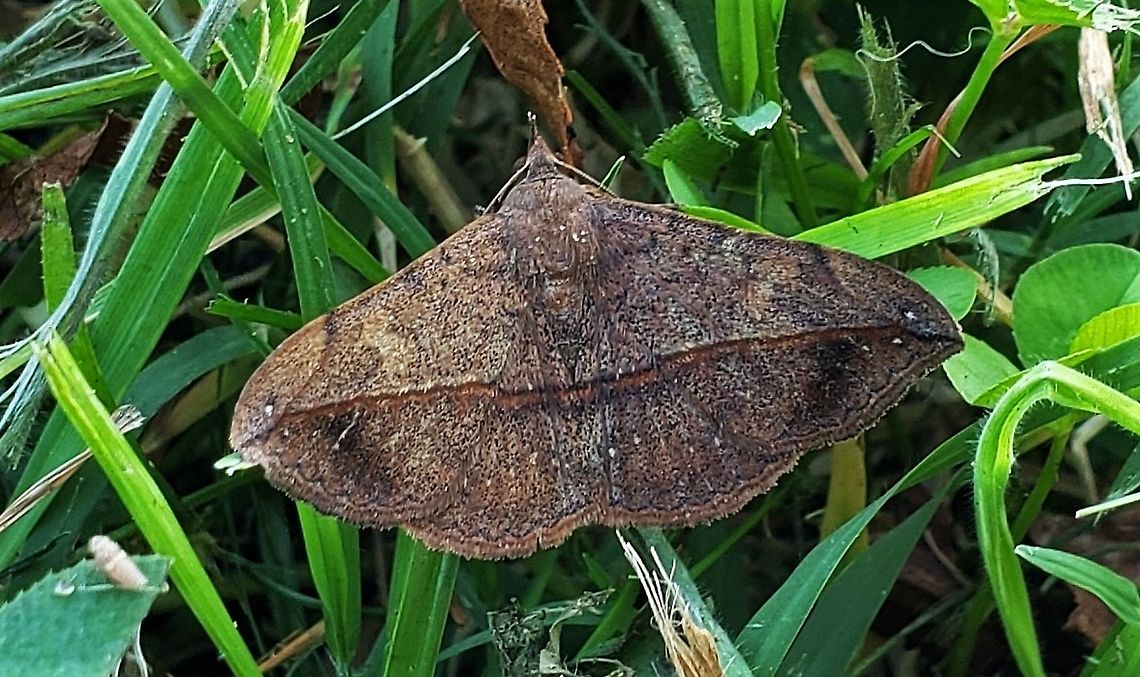 Anticarsia gemmatalis This is a picture of Anticarsia gemmatalis at High Tide Farm in Pasadena, Maryland. Anticarsia gemmatalis,Fall,Geotagged,United States