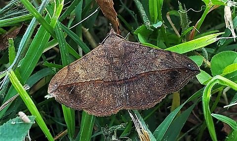 Anticarsia gemmatalis This is a picture of Anticarsia gemmatalis at High Tide Farm in Pasadena, Maryland. Anticarsia gemmatalis,Fall,Geotagged,United States