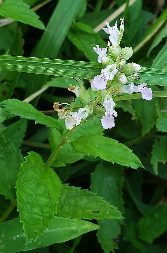 American Germander This is a picture of American Germander at High Tide Farm in Pasadena, Maryland. American Germander,Geotagged,Summer,Teucrium canadense,United States