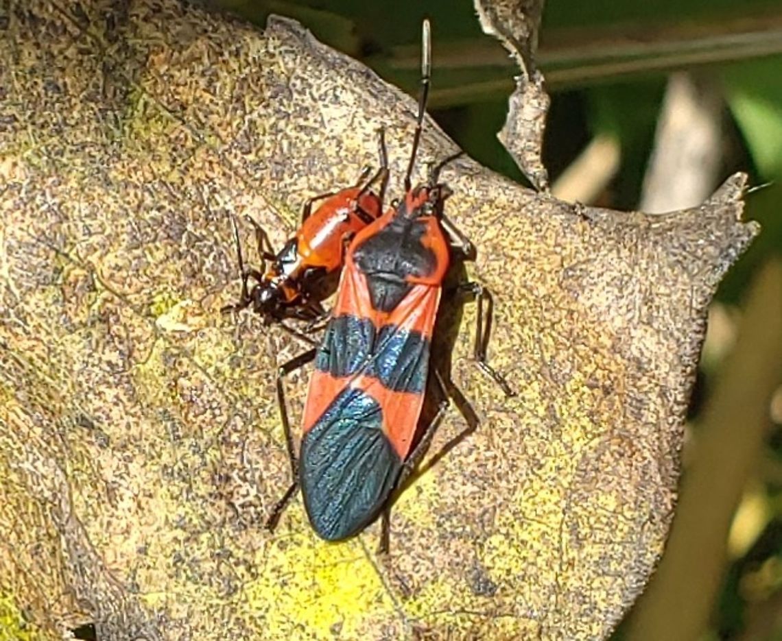 Large Milkweed Bug This is a picture of a Large Milkweed Bug at High Tide Farm in Pasadena, Maryland. Fall,Geotagged,Large milkweed bug,Oncopeltus fasciatus,United States