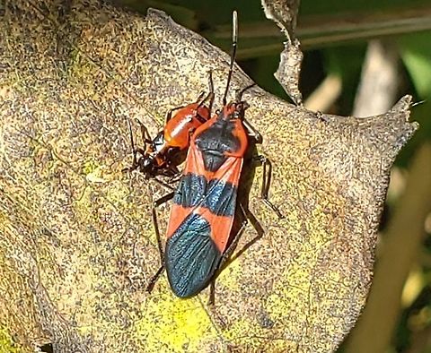 Large Milkweed Bug This is a picture of a Large Milkweed Bug at High Tide Farm in Pasadena, Maryland. Fall,Geotagged,Large milkweed bug,Oncopeltus fasciatus,United States