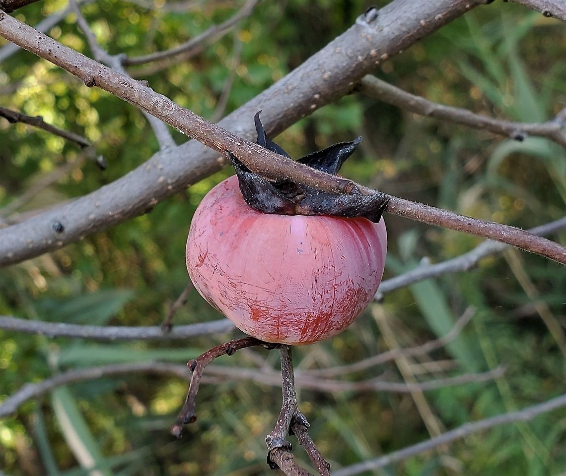 American Persimmon This is a picture of  American Persimmon at High Tide Farm in Pasadena, Maryland. American Persimmon,Diospyros virginiana,Fall,Geotagged,United States
