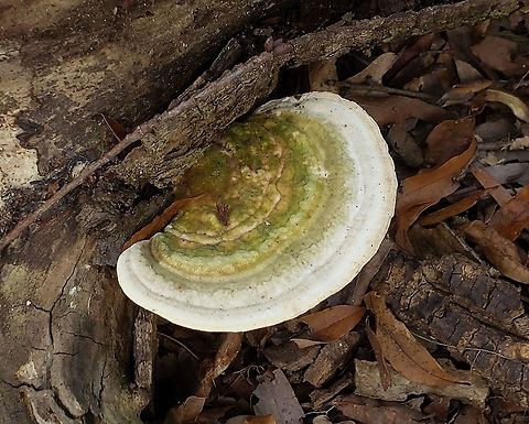 Lumpy Bracket This is a picture of a Lumpy Bracket at High Tide Farm in Pasadena, Maryland. Fall,Geotagged,Lumpy bracket,Trametes gibbosa,United States
