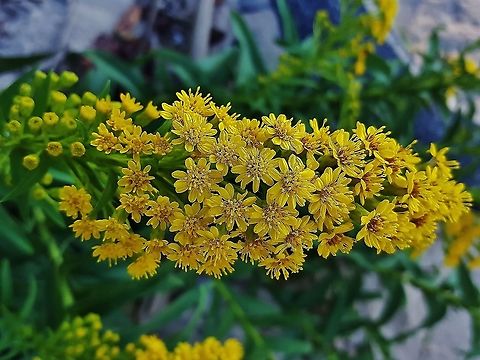 Solidago sempervirens This is a picture of Solidago sempervirens at Weinberg Park in Pasadena, Maryland. Fall,Geotagged,Solidago sempervirens,United States