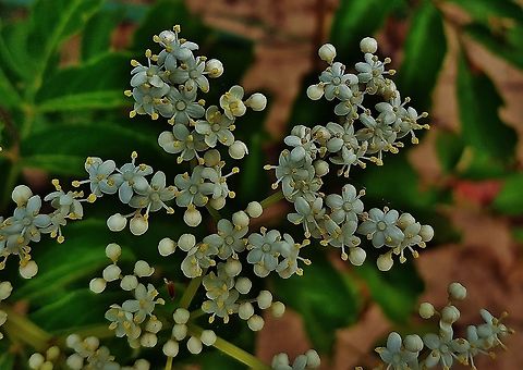 Sambucus canadensis This is a picture of Sambucus canadensis at Weinberg Park in Pasadena, Maryland. Geotagged,Sambucus canadensis,Sambucus canadensis',Summer,United States