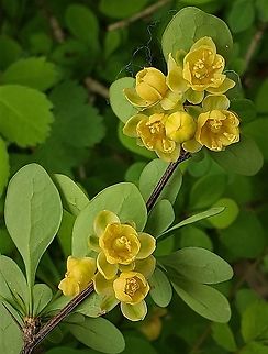 Japanese Barberry This is a picture of Japanese Barberry at Patapsco Valley State Park in Catonsville, Maryland. Berberis thunbergii,Geotagged,Japanese barberry,Spring,United States