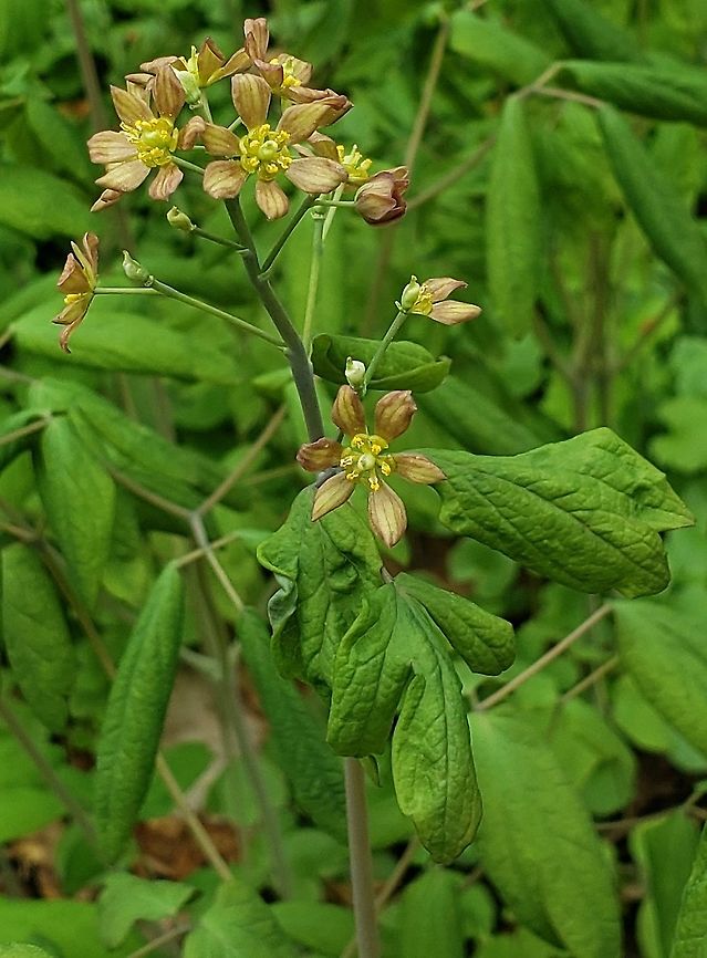 Blue Cohosh This is a picture of Blue Cohosh at Patapsco Valley State Park in Howard County, Maryland. Blue cohosh,Caulophyllum thalictroides,Geotagged,Spring,United States