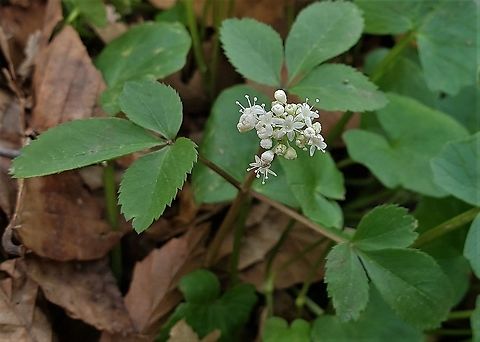 Panax trifolius This is a picture of Panax trifolius at Patapsco Valley State Park in Howard County, Maryland. Dwarf ginseng,Geotagged,Panax trifolius,Spring,United States