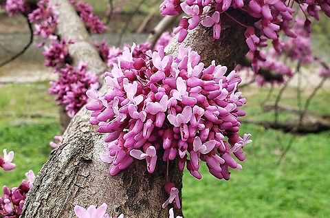Eastern Redbud This is a picture of Eastern Redbud at Patapsco Valley State Park in Catonsville, Maryland. Cercis canadensis,Geotagged,Spring,United States