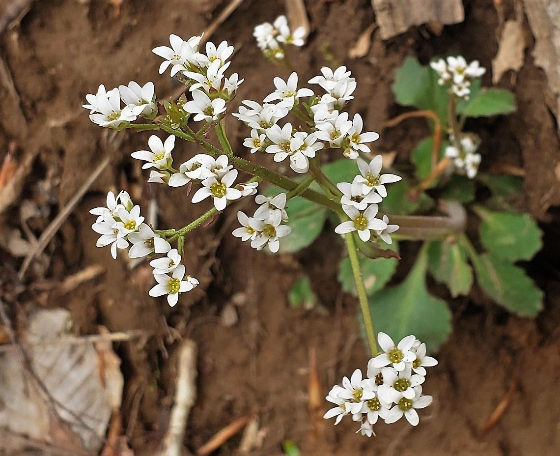 Micranthes virginiensis This is a picture of Micranthes virginiensis on the North Tract of the Patuxent Research Refuge near Fort Meade, Maryland. Early saxifrage,Geotagged,Micranthes virginiensis,Spring,United States