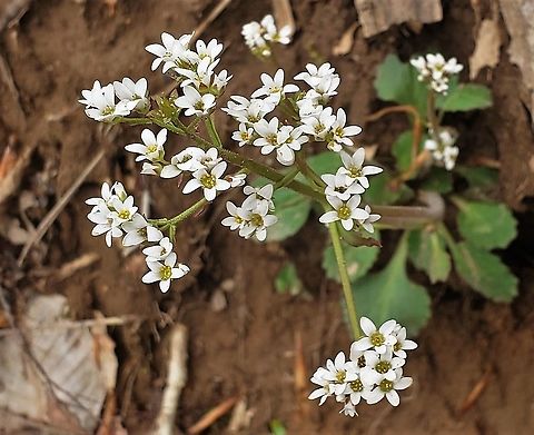 Micranthes virginiensis This is a picture of Micranthes virginiensis on the North Tract of the Patuxent Research Refuge near Fort Meade, Maryland. Early saxifrage,Geotagged,Micranthes virginiensis,Spring,United States
