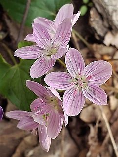 Virginia Spring Beauty This is a picture of Virginia Spring Beauty on the North Tract of the Patuxent Research Refuge near Fort Meade, Maryland. Claytonia virginica,Geotagged,Spring,United States