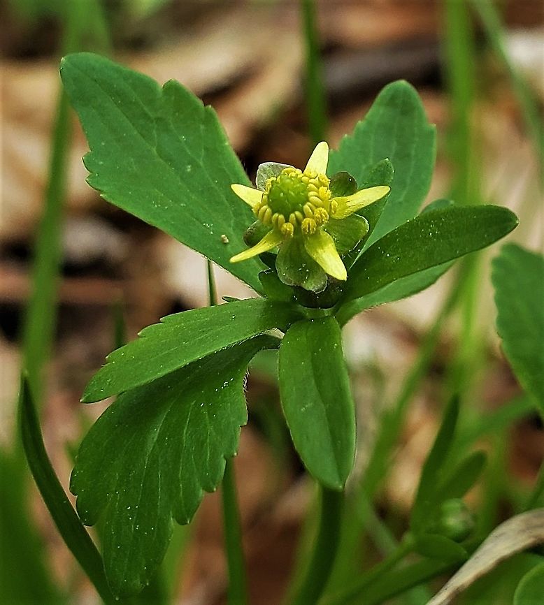 Ranunculus abortivus This is a picture of Ranunculus abortivus on the North Tract of the Patuxent Research Refuge near Fort Meade, Maryland. Geotagged,Littleleaf buttercup,Ranunculus abortivus,Spring,United States