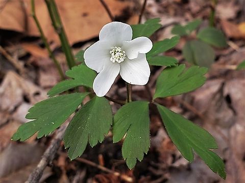 Anemonoides quinquefolia This is a picture of Anemonoides quinquefolia on the North Tract of the Patuxent Research Refuge near Fort Meade, Maryland. Anemonoides quinquefolia,Geotagged,Spring,United States