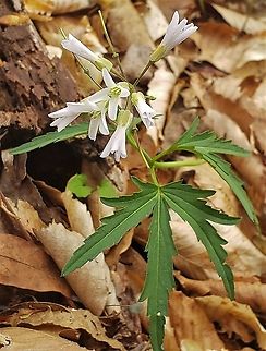 Cardamine concatenata This is a picture of Cardamine concatenata on the North Tract of the Patuxent Research Refuge near Fort Meade, Maryland. Cardamine concatenata,Cutleaf toothwort,Geotagged,Spring,United States
