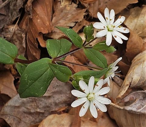Star Chickweed This is a picture of Star Chickweed on the North Tract of the Patuxent Research Refuge near Fort Meade, Maryland. Geotagged,Spring,Star chickweed,Stellaria pubera,United States