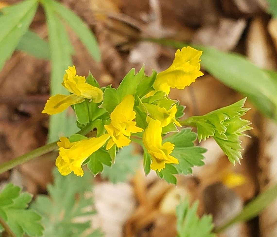 Corydalis flavula This is a picture of Corydalis flavula on the North Tract of the Patuxent Research Refuge near Fort Meade, Maryland. Corydalis flavula,Geotagged,Spring,United States,Yellow fumewort