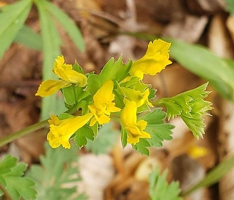 Corydalis flavula This is a picture of Corydalis flavula on the North Tract of the Patuxent Research Refuge near Fort Meade, Maryland. Corydalis flavula,Geotagged,Spring,United States,Yellow fumewort