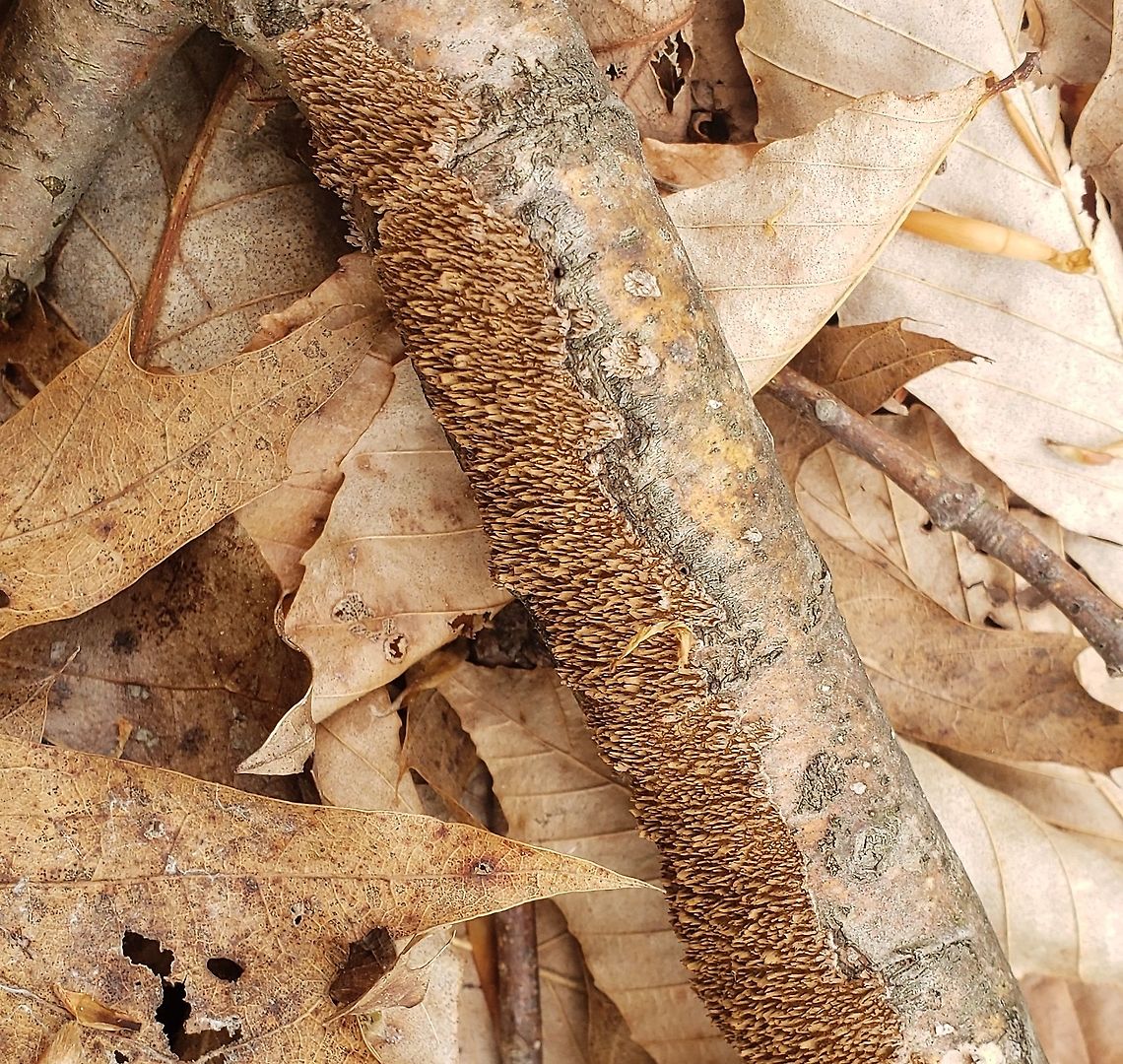 Hydnoporia olivacea This is a picture of Hydnoporia olivacea on the North Tract of the Patuxent Research Refuge near Fort Meade, Maryland. Brown-toothed Crust Fungus,Geotagged,Hydnoporia olivacea,Spring,United States