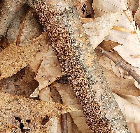 Hydnoporia olivacea This is a picture of Hydnoporia olivacea on the North Tract of the Patuxent Research Refuge near Fort Meade, Maryland. Brown-toothed Crust Fungus,Geotagged,Hydnoporia olivacea,Spring,United States