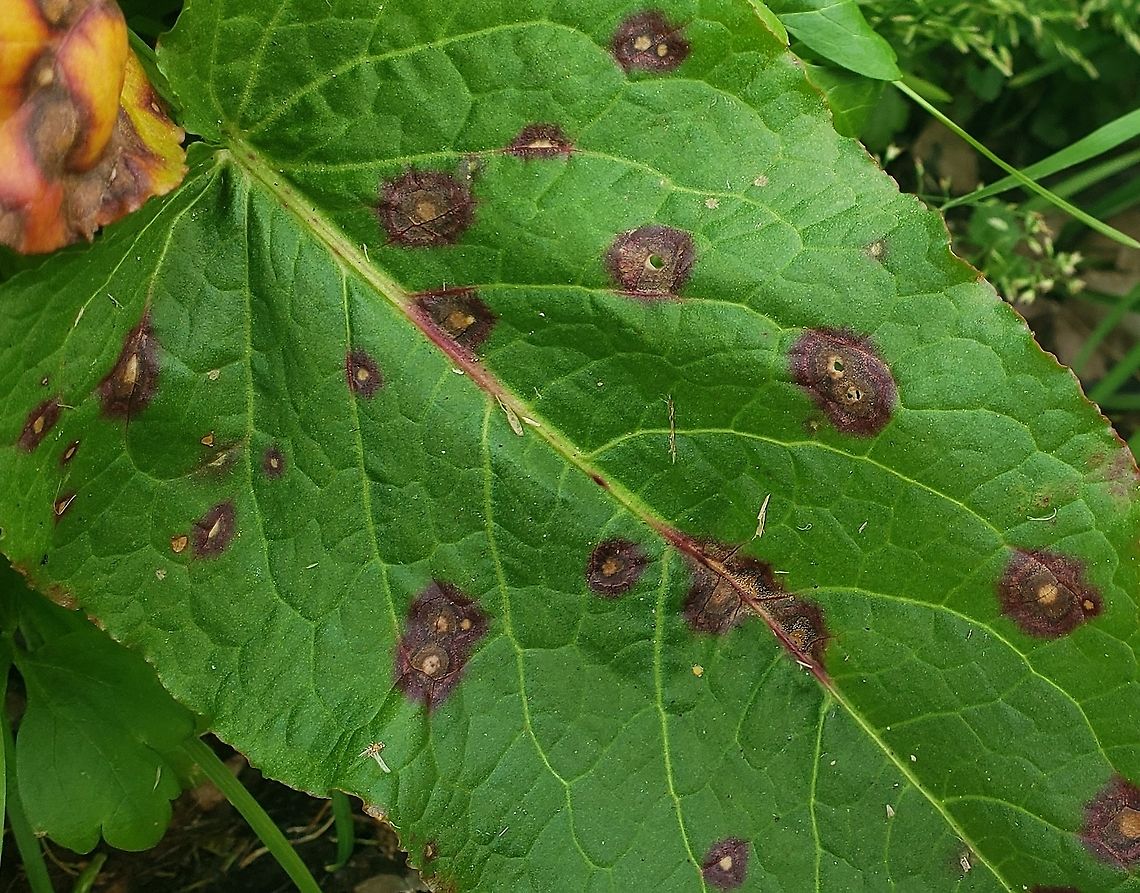 Ramularia rubella This is a picture of Ramularia rubella on a dock leaf at the Andover Equestrian Center in Linthicum, Maryland. Geotagged,Ramularia rubella,Spring,United States