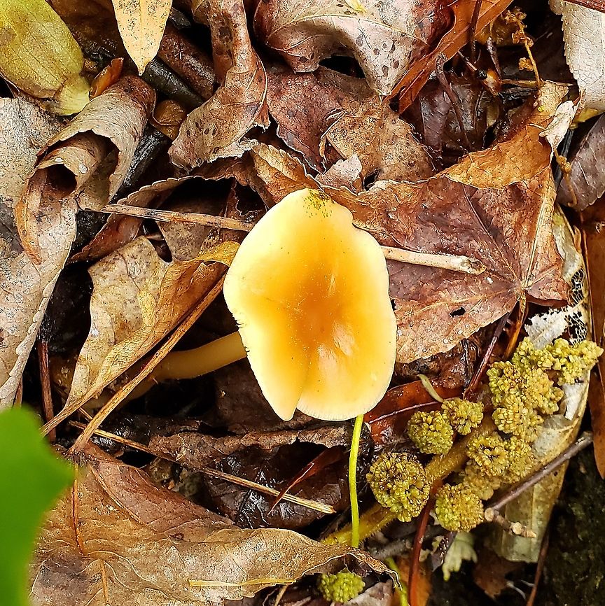 Gymnopus earleae This is a picture of a Gymnopus earleae on the North Tract of the Patuxent Research Refuge near Fort Meade, Maryland. Geotagged,Gymnopus earleae,Spring,United States
