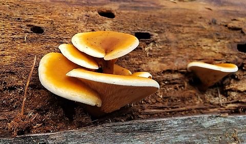 Hygrophoropsis aurantiaca This is a picture of Hygrophoropsis aurantiaca on the North Tract of the Patuxent Research Refuge near Fort Meade, Maryland.
 Fall,False chanterelle,Geotagged,Hygrophoropsis aurantiaca,United States