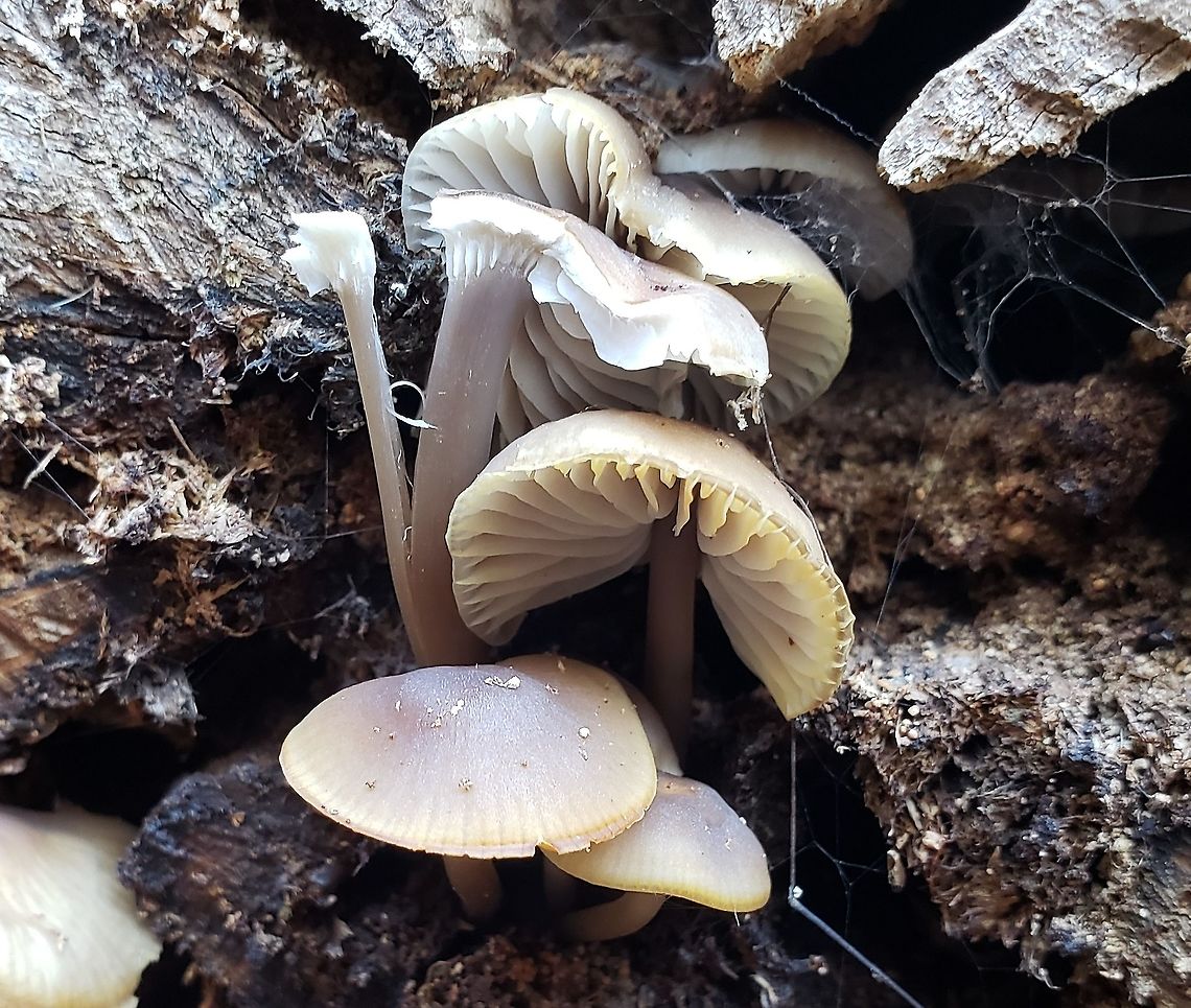Mycena galericulata This is a picture of Mycena galericulata on the North Tract of the Patuxent Research Refuge near Fort Meade, Maryland. Fall,Geotagged,Mycena galericulata,Rosy-gill fairy helmet,United States