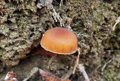 Deadly Galerina This is a picture of a Deadly Galerina Mushroom on the North Tract of the Patuxent Research Refuge near Fort Meade, Maryland. Fall,Galerina marginata,Geotagged,United States