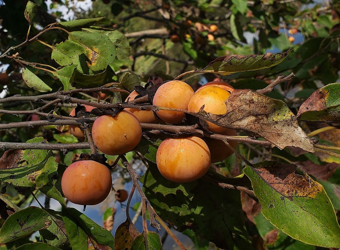 American Persimmons This is a picture of American Persimmons on the North Tract of the Patuxent Research Refuge near Fort Meade, Maryland. American Persimmon,Diospyros virginiana,Fall,Geotagged,United States