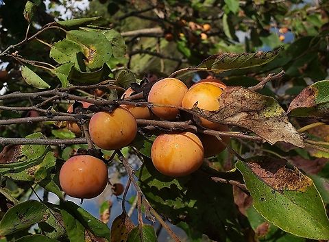 American Persimmons This is a picture of American Persimmons on the North Tract of the Patuxent Research Refuge near Fort Meade, Maryland. American Persimmon,Diospyros virginiana,Fall,Geotagged,United States