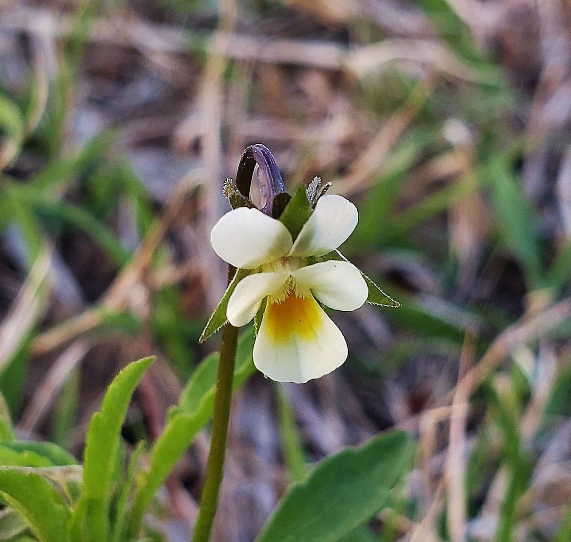 European Field Pansy This is a picture of a European Field Pansy at Fort Smallwood Park in Pasadena, Maryland. Field pansy,Geotagged,Spring,United States,Viola  arvensis