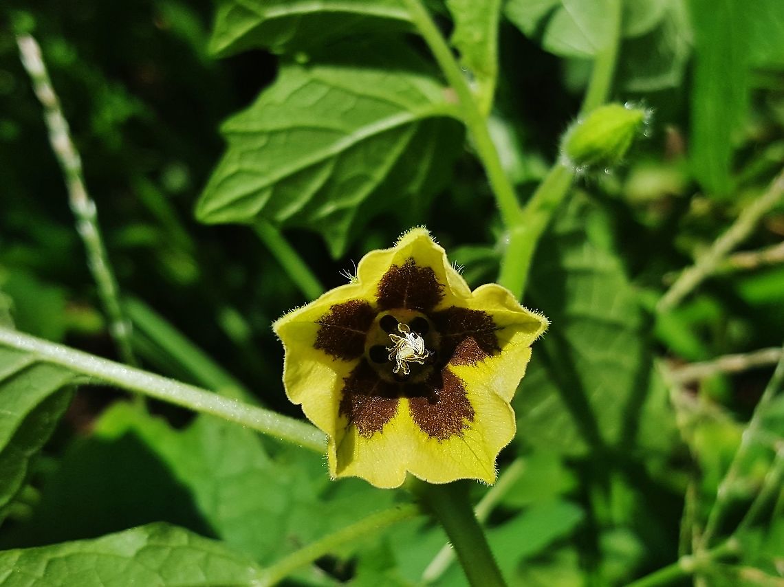 Clammy Groundcherry This is a picture of Clammy Groundcherry at Kinder Farm Park in Millersville, Maryland. Clammy groundcherry,Geotagged,Physalis heterophylla,Summer,United States