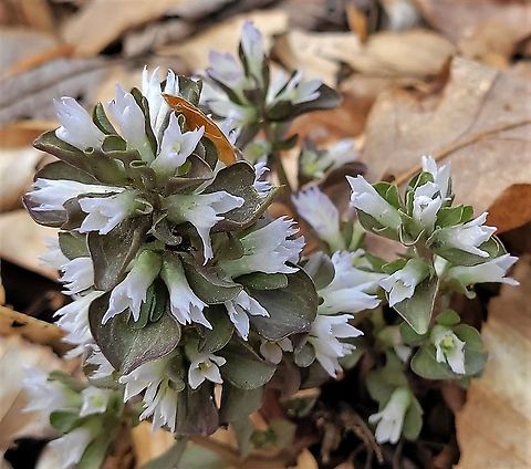 Virginia Pennywort This is a picture of Virginia Pennywort at the Hilton Area of Patapsco Valley State Park in Catonsville, Maryland. Geotagged,Obolaria virginica,Spring,United States,Virginia Pennywort