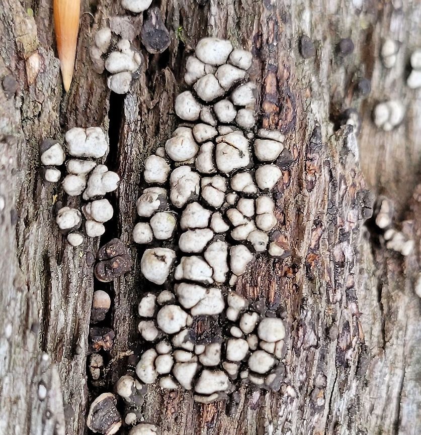 Ceramic Parchment This is a picture of Ceramic Parchment at the Hilton Area of Patapsco Valley State Park in Catonsville, Maryland. Ceramic Parchment,Geotagged,Spring,United States,Xylobolus frustulatus
