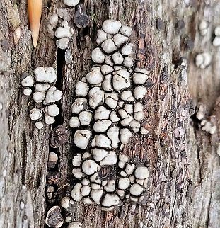 Ceramic Parchment This is a picture of Ceramic Parchment at the Hilton Area of Patapsco Valley State Park in Catonsville, Maryland. Ceramic Parchment,Geotagged,Spring,United States,Xylobolus frustulatus