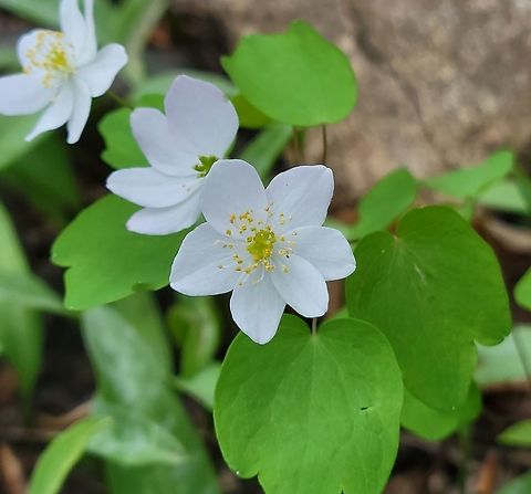 Rue Anemone This is a picture of Rue Anemone at the Hilton Area of Patapsco Valley State Park in Catonsville, Maryland. Geotagged,Rue Anemone,Spring,Thalictrum thalictroides,United States