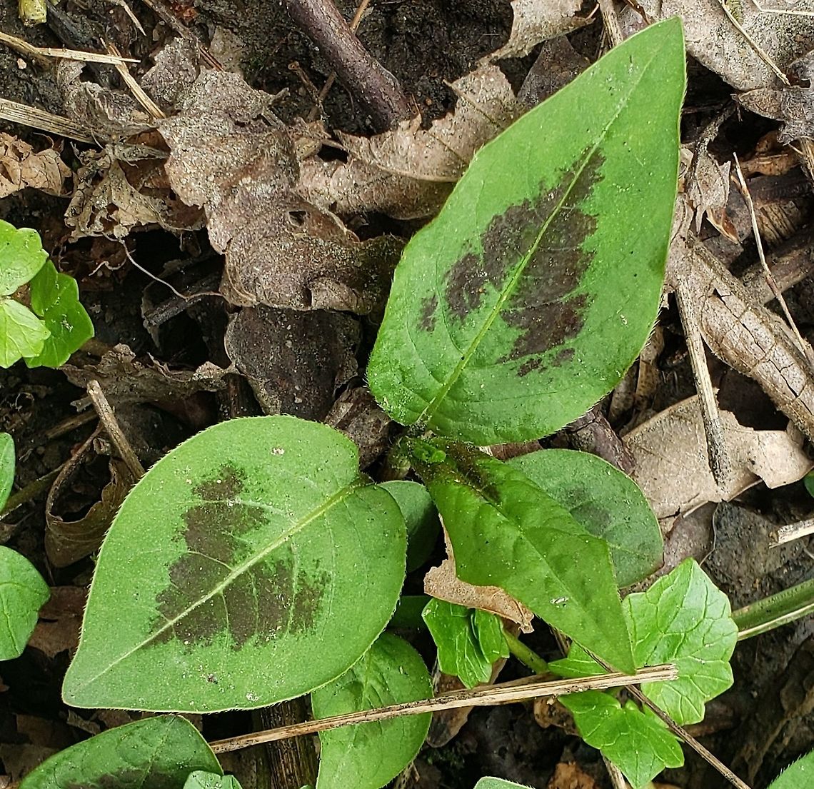 Jumpseed This is a picture of Jumpseed at Patapsco Valley State Park in Howard County, Maryland. Geotagged,Persicaria virginiana,Spring,United States