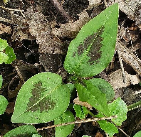 Jumpseed This is a picture of Jumpseed at Patapsco Valley State Park in Howard County, Maryland. Geotagged,Persicaria virginiana,Spring,United States
