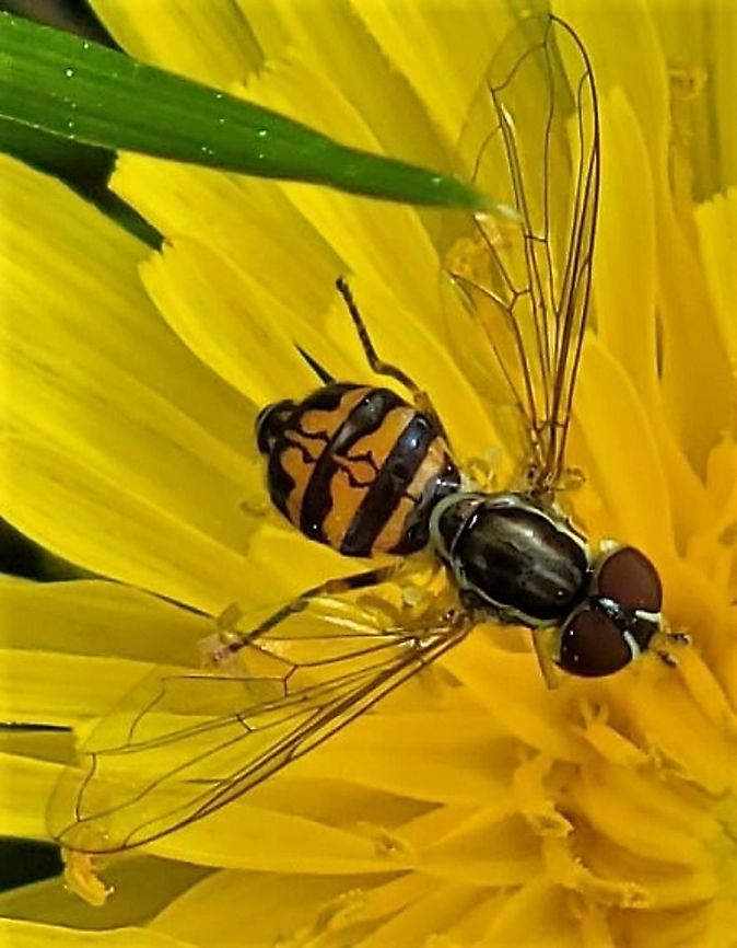 Toxomerus geminatus This is a picture of a Toxomerus geminatus at Annapolis High School in Annapolis, Maryland. Eastern Calligrapher,Geotagged,Spring,Toxomerus geminatus,United States