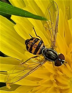 Toxomerus geminatus This is a picture of a Toxomerus geminatus at Annapolis High School in Annapolis, Maryland. Eastern Calligrapher,Geotagged,Spring,Toxomerus geminatus,United States